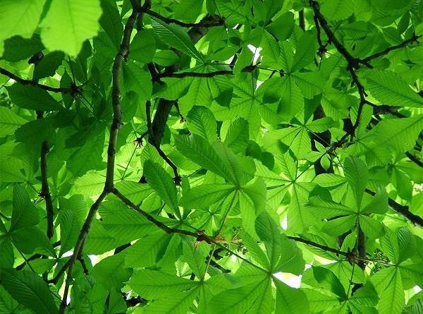 Mơ thấy màu xanh có ý nghĩa gì?