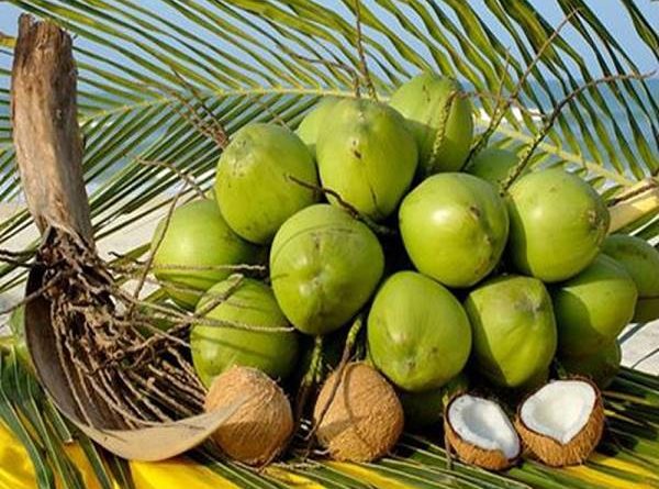 Mơ thấy quả dừa đánh con xổ số nào? Điềm dữ hay lành?