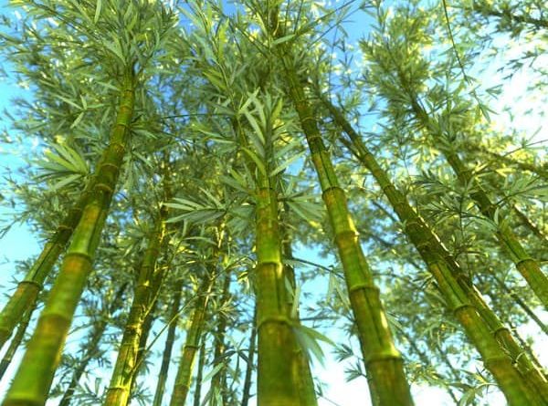 Mơ thấy cây tre điềm báo gì?