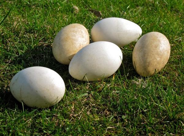 Trứng ngỗng số mấy? giải mã ý nghĩa giấc mơ thấy trứng ngỗng
