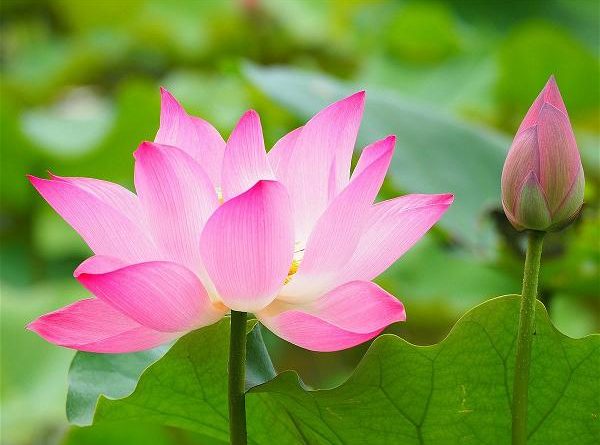 Nằm mơ thấy hoa sen số mấy, chọn số nào lộc phát?