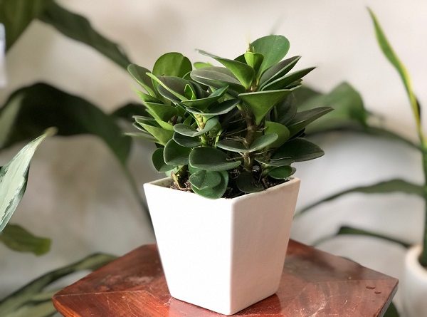Nằm mơ thấy cây cảnh