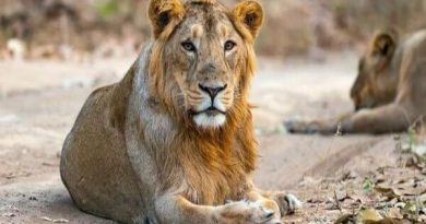 Luận giải số may mắn của cung Sư Tử 21/12/2025 chi tiết